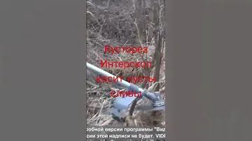 Интерскол, кусторез, триммер, травокос, кусты сливы как спилить...
